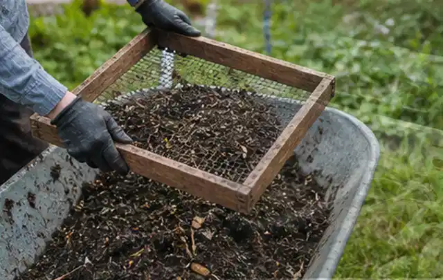 Behandschuhte Hände sieben reifen Kompost über einer Gartenschubkarre; Thema Koriander, Schwerpunkt Ernte; Kontrolle.