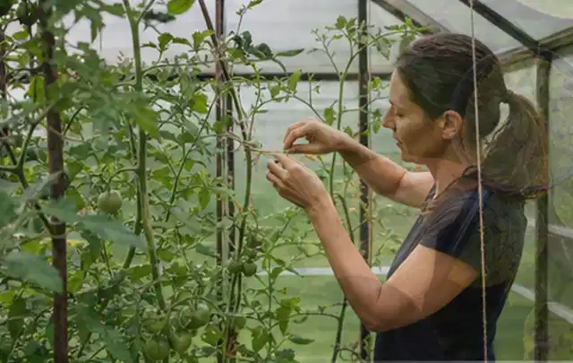 Person bindet junge Tomatentriebe in einem privaten Gewächshaus vorsichtig an; Thema Koriander, Schwerpunkt Ernte; Praxisalltag.