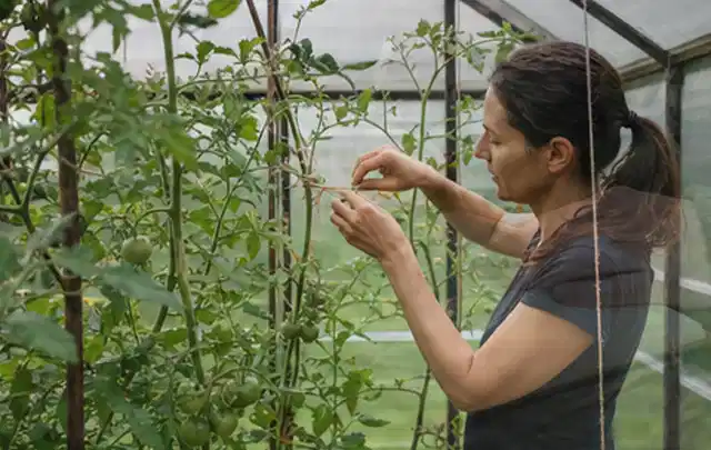 Person bindet junge Tomatentriebe in einem privaten Gewächshaus vorsichtig an; Thema Koriander, Schwerpunkt Ernteprobleme; Kontrolle.