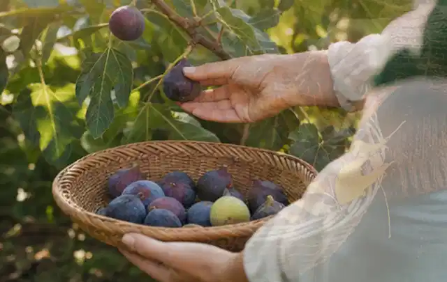 Hand pflückt eine reife Feige über einem flachen Korb mit Früchten; Thema Koriander, Schwerpunkt Ernteprobleme; Praxisalltag.