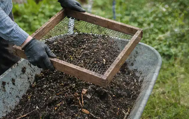 Behandschuhte Hände sieben reifen Kompost über einer Gartenschubkarre; Thema Koriander, Schwerpunkt Gesundheit; Praxisalltag.