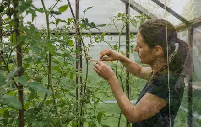 Person bindet junge Tomatentriebe in einem privaten Gewächshaus vorsichtig an; Thema Koriander, Schwerpunkt Gewächshaus; Ausgangslage.