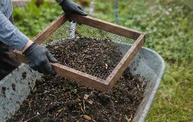 Behandschuhte Hände sieben reifen Kompost über einer Gartenschubkarre; Thema Koriander, Schwerpunkt Gewächshaus; Praxisalltag.
