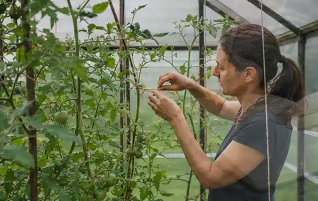 Person bindet junge Tomatentriebe in einem privaten Gewächshaus vorsichtig an; Thema Koriander, Schwerpunkt Hochbeet; Kontrolle.