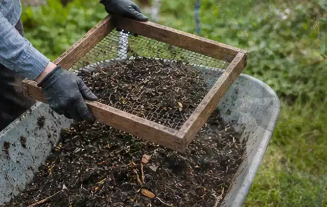 Behandschuhte Hände sieben reifen Kompost über einer Gartenschubkarre; Thema Koriander, Schwerpunkt Hochbeet; Ergebnis.