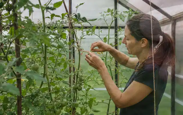 Person bindet junge Tomatentriebe in einem privaten Gewächshaus vorsichtig an; Thema Koriander, Schwerpunkt Kräuter; Umsetzung.