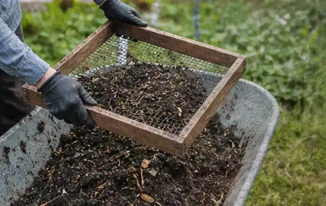 Behandschuhte Hände sieben reifen Kompost über einer Gartenschubkarre; Thema Koriander, Schwerpunkt Kräuter; Kontrolle.