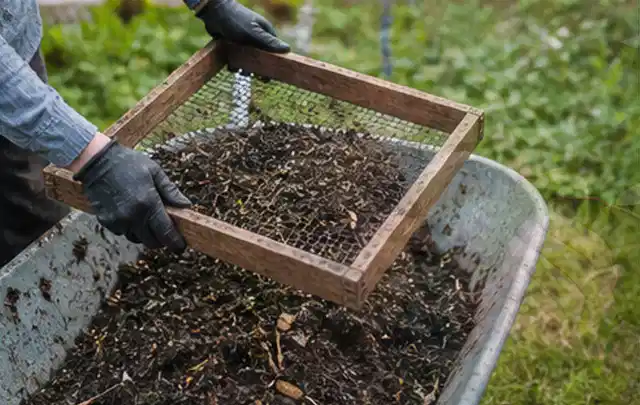 Behandschuhte Hände sieben reifen Kompost über einer Gartenschubkarre; Thema Koriander, Schwerpunkt Lagerung; Umsetzung.