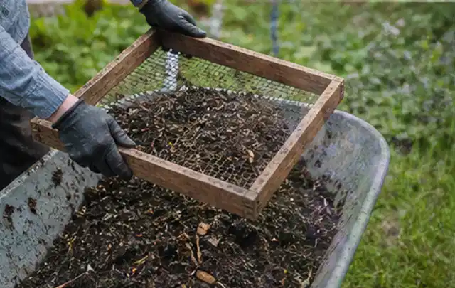 Behandschuhte Hände sieben reifen Kompost über einer Gartenschubkarre; Thema Koriander, Schwerpunkt Pflanzenschutz; Umsetzung.