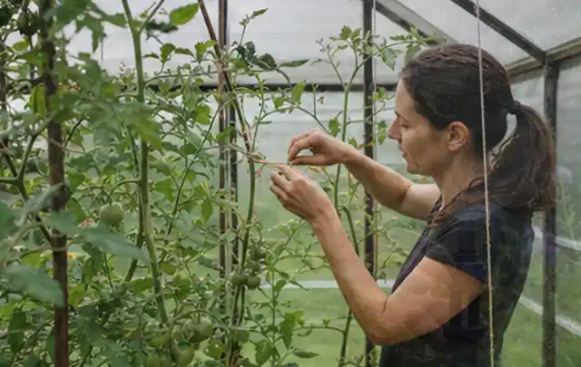 Person bindet junge Tomatentriebe in einem privaten Gewächshaus vorsichtig an; Thema Koriander, Schwerpunkt Pflanzung; Umsetzung.