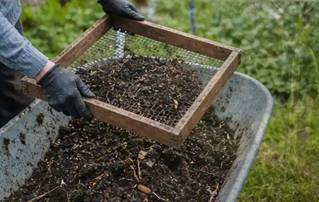 Behandschuhte Hände sieben reifen Kompost über einer Gartenschubkarre; Thema Koriander, Schwerpunkt Pflanzung; Kontrolle.