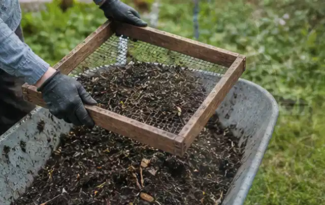 Behandschuhte Hände sieben reifen Kompost über einer Gartenschubkarre; Thema Koriander, Schwerpunkt Saisonkalender; Kontrolle.