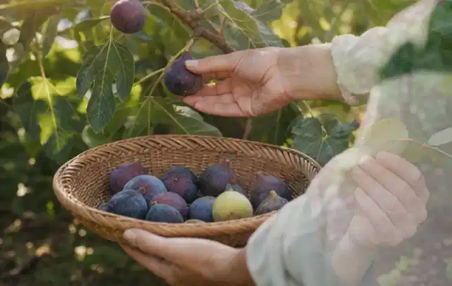 Hand pflückt eine reife Feige über einem flachen Korb mit Früchten; Thema Koriander, Schwerpunkt Saisonkalender; Ergebnis.