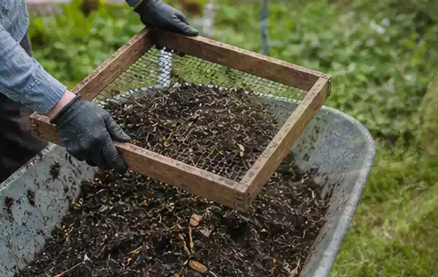 Behandschuhte Hände sieben reifen Kompost über einer Gartenschubkarre; Thema Koriander, Schwerpunkt Schnitt; Kontrolle.