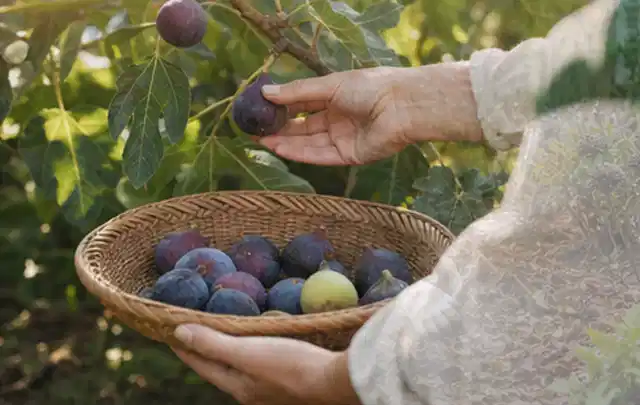 Hand pflückt eine reife Feige über einem flachen Korb mit Früchten; Thema Koriander, Schwerpunkt Standort; Ausgangslage.