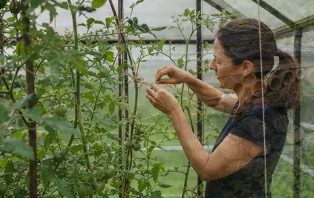 Person bindet junge Tomatentriebe in einem privaten Gewächshaus vorsichtig an; Thema Koriander, Schwerpunkt Standort; Kontrolle.