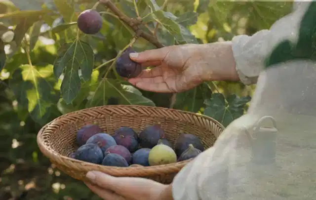 Hand pflückt eine reife Feige über einem flachen Korb mit Früchten; Thema Kräuter im Hochbeet, Schwerpunkt Anbau; Ausgangslage.