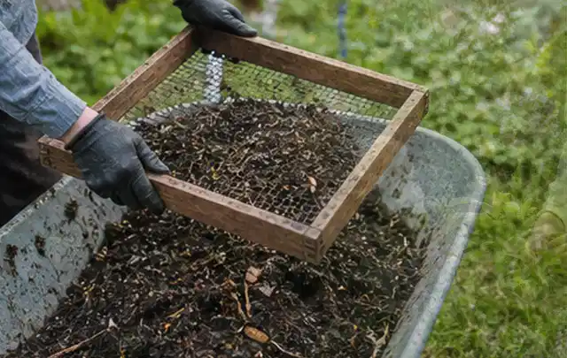 Behandschuhte Hände sieben reifen Kompost über einer Gartenschubkarre; Thema Kräuter im Hochbeet, Schwerpunkt Anbau; Kontrolle.