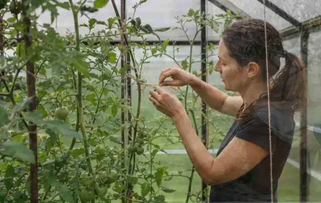 Person bindet junge Tomatentriebe in einem privaten Gewächshaus vorsichtig an; Thema Kräuter im Hochbeet, Schwerpunkt Anbau; Ergebnis.