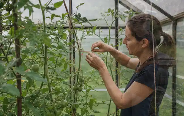 Person bindet junge Tomatentriebe in einem privaten Gewächshaus vorsichtig an; Thema Kräuter im Hochbeet, Schwerpunkt Aussaat; Ausgangslage.