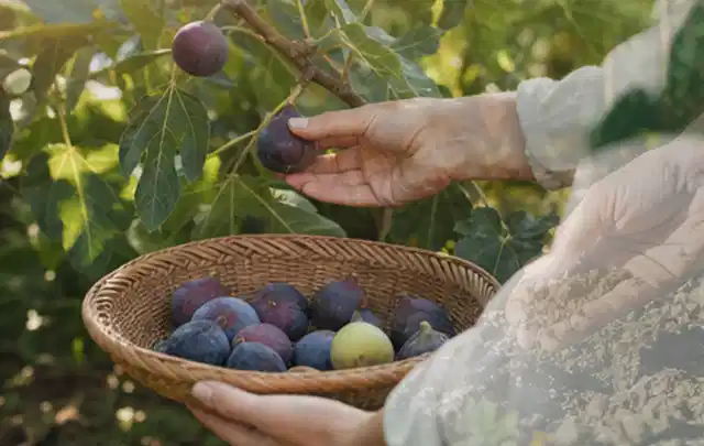 Hand pflückt eine reife Feige über einem flachen Korb mit Früchten; Thema Kräuter im Hochbeet, Schwerpunkt Aussaat; Umsetzung.
