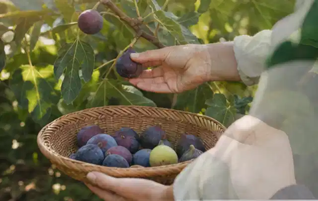 Hand pflückt eine reife Feige über einem flachen Korb mit Früchten; Thema Kräuter im Hochbeet, Schwerpunkt Bewässerung; Ausgangslage.
