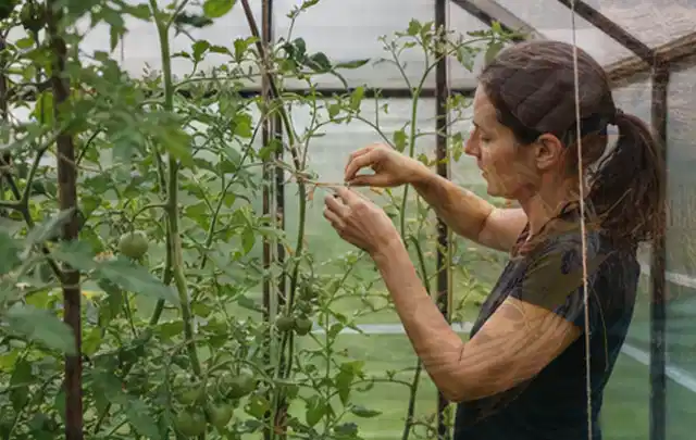 Person bindet junge Tomatentriebe in einem privaten Gewächshaus vorsichtig an; Thema Kräuter im Hochbeet, Schwerpunkt Bewässerung; Ergebnis.