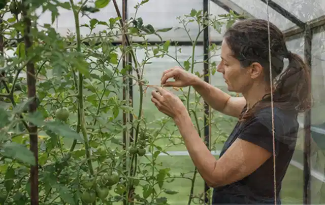Person bindet junge Tomatentriebe in einem privaten Gewächshaus vorsichtig an; Thema Kräuter im Hochbeet, Schwerpunkt Einsteigerwissen; Umsetzung.