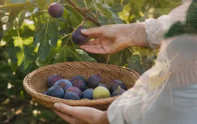 Hand pflückt eine reife Feige über einem flachen Korb mit Früchten; Thema Kräuter im Hochbeet, Schwerpunkt Ernte; Praxisalltag.