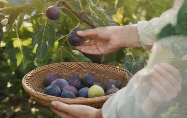 Hand pflückt eine reife Feige über einem flachen Korb mit Früchten; Thema Kräuter im Hochbeet, Schwerpunkt Fehlerhilfe; Ergebnis.