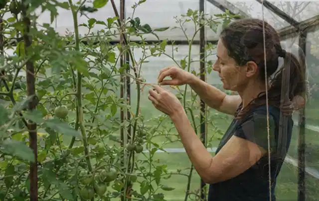 Person bindet junge Tomatentriebe in einem privaten Gewächshaus vorsichtig an; Thema Kräuter im Hochbeet, Schwerpunkt Gesundheit; Praxisalltag.