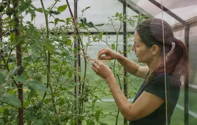 Person bindet junge Tomatentriebe in einem privaten Gewächshaus vorsichtig an; Thema Kräuter im Hochbeet, Schwerpunkt Nährstoffe; Kontrolle.