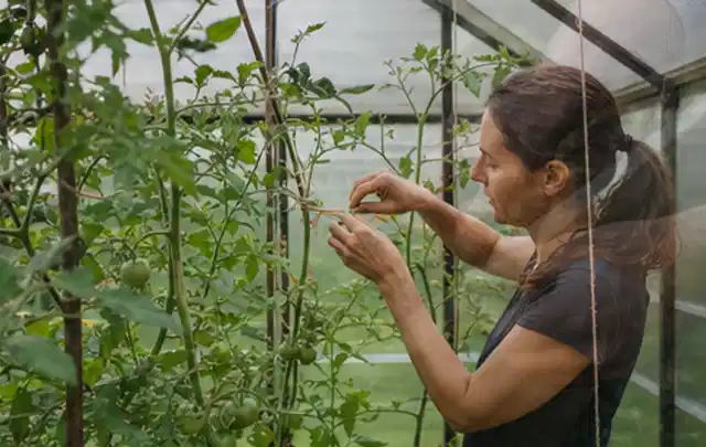 Person bindet junge Tomatentriebe in einem privaten Gewächshaus vorsichtig an; Thema Kräuter im Hochbeet, Schwerpunkt Pflanzenschutz; Ausgangslage.