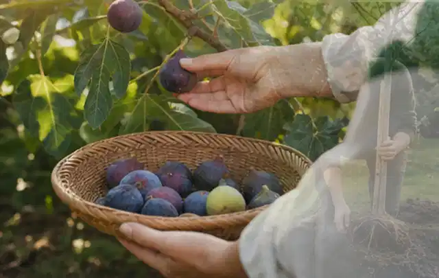 Hand pflückt eine reife Feige über einem flachen Korb mit Früchten; Thema Kräuter im Hochbeet, Schwerpunkt Pflanzung; Kontrolle.