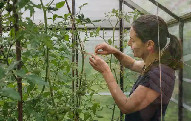 Person bindet junge Tomatentriebe in einem privaten Gewächshaus vorsichtig an; Thema Kräuter im Hochbeet, Schwerpunkt Pflanzung; Ergebnis.
