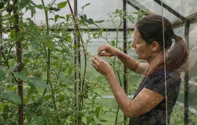 Person bindet junge Tomatentriebe in einem privaten Gewächshaus vorsichtig an; Thema Kräuter im Hochbeet, Schwerpunkt Saisonkalender; Ergebnis.