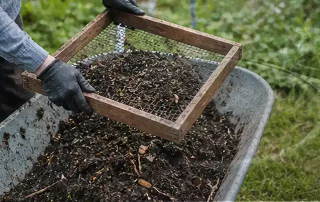 Behandschuhte Hände sieben reifen Kompost über einer Gartenschubkarre; Thema Kräuter, Schwerpunkt Themenwelt; Kontrolle.