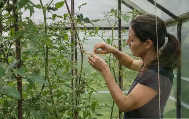 Person bindet junge Tomatentriebe in einem privaten Gewächshaus vorsichtig an; Thema Kräuter, Schwerpunkt Themenwelt; Ergebnis.