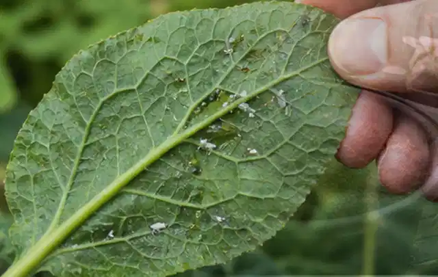 Hand hält ein Blatt mit kleinen hellen Schädlingen auf der Unterseite; Thema Krankheiten, Schwerpunkt Schädlinge Krankheiten; Kontrolle.