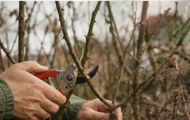 Hände schneiden einen älteren Rosenstrauch mit einer sauberen Gartenschere; Thema Kübelpflanzen, Schwerpunkt Boden; Kontrolle.