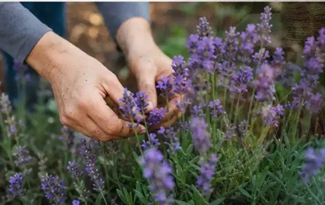 Hände pflegen blühenden Lavendel in einem natürlich angelegten Gartenbeet; Thema Kübelpflanzen, Schwerpunkt Düngung; Ausgangslage.