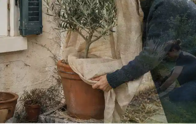 Person umhüllt eine mediterrane Kübelpflanze mit atmungsaktivem Winterschutz; Thema Kübelpflanzen, Schwerpunkt Düngung; Praxisalltag.