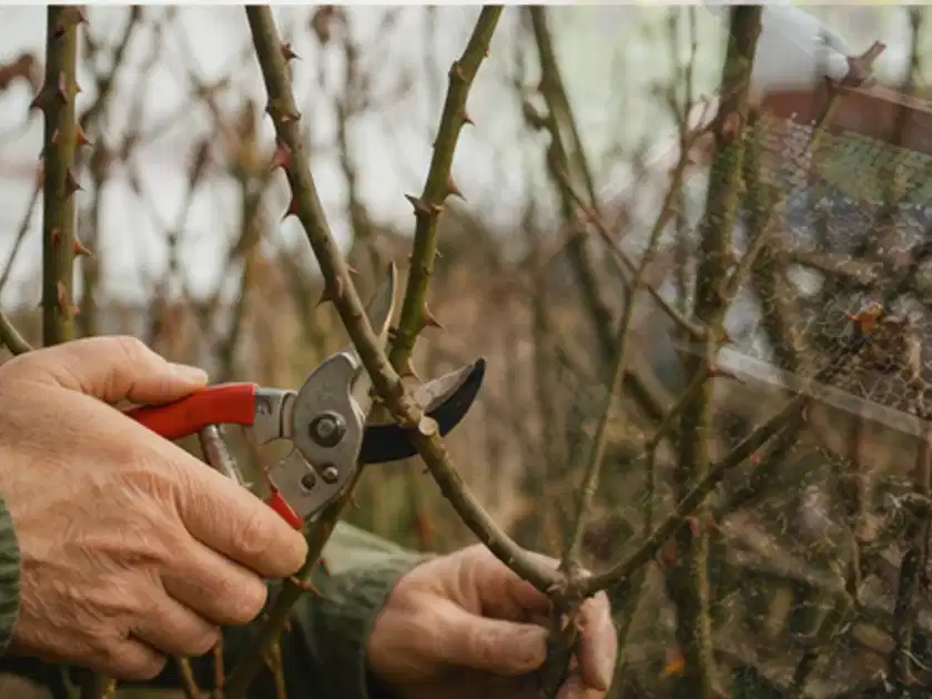 Hände schneiden einen älteren Rosenstrauch mit einer sauberen Gartenschere; Thema Kübelpflanzen, Schwerpunkt Einsteigerwissen; Titelbild.