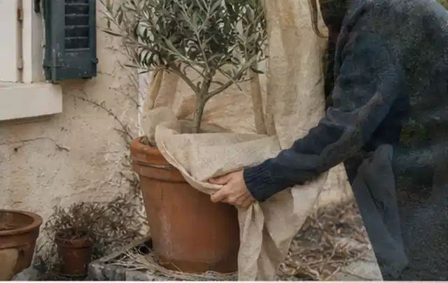 Person umhüllt eine mediterrane Kübelpflanze mit atmungsaktivem Winterschutz; Thema Kübelpflanzen, Schwerpunkt Fehlerhilfe; Umsetzung.