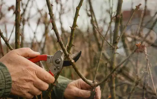 Hände schneiden einen älteren Rosenstrauch mit einer sauberen Gartenschere; Thema Kübelpflanzen, Schwerpunkt Fehlerhilfe; Kontrolle.