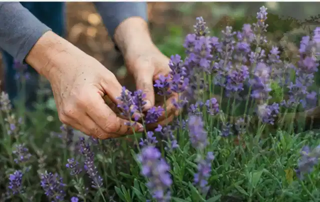 Hände pflegen blühenden Lavendel in einem natürlich angelegten Gartenbeet; Thema Kübelpflanzen, Schwerpunkt Kaufberatung; Praxisalltag.