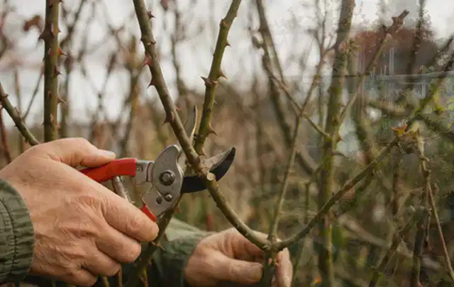 Hände schneiden einen älteren Rosenstrauch mit einer sauberen Gartenschere; Thema Kübelpflanzen, Schwerpunkt Pflanzen; Umsetzung.