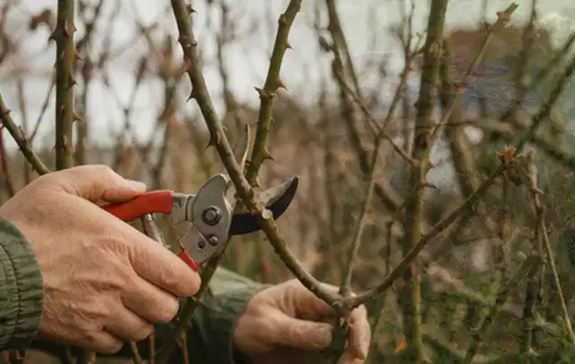 Hände schneiden einen älteren Rosenstrauch mit einer sauberen Gartenschere; Thema Kübelpflanzen, Schwerpunkt Pflanzenschutz; Kontrolle.