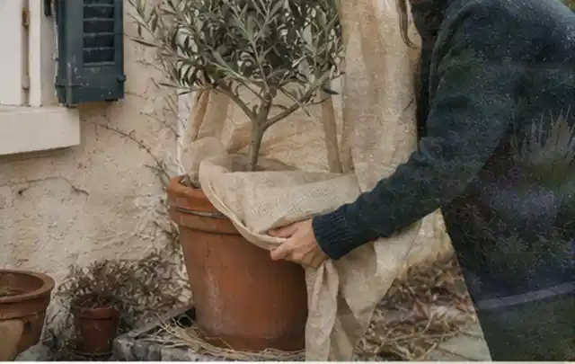 Person umhüllt eine mediterrane Kübelpflanze mit atmungsaktivem Winterschutz; Thema Kübelpflanzen, Schwerpunkt Pflanzenschutz; Praxisalltag.