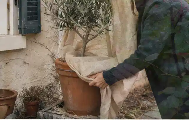 Person umhüllt eine mediterrane Kübelpflanze mit atmungsaktivem Winterschutz; Thema Kübelpflanzen, Schwerpunkt Pflanzpartner; Ausgangslage.